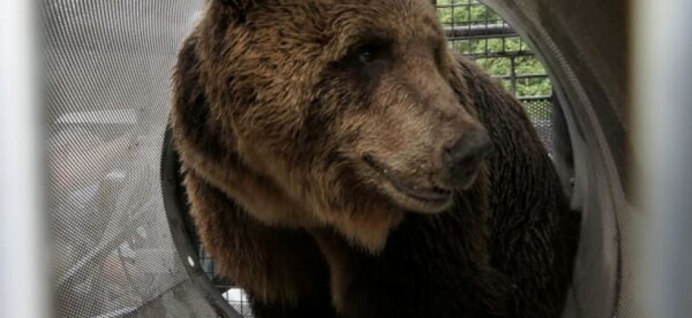 Catturata e radiocollarata un'orsa in val di Ledro: Ha assunto comportamenti molto confidenti